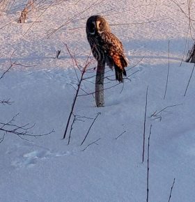 Совушка-сова